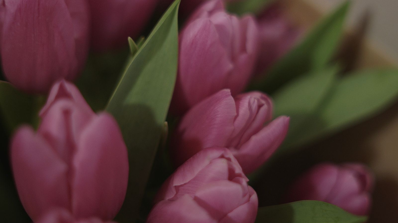Tulip Reverie