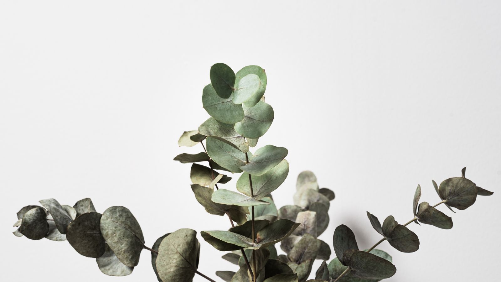 Eucalyptus Whisper