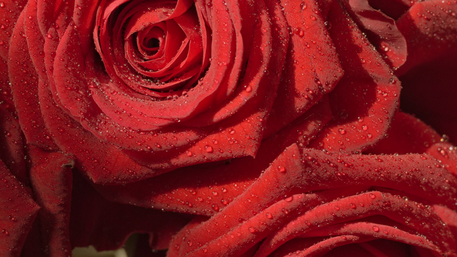 Velvet Roses