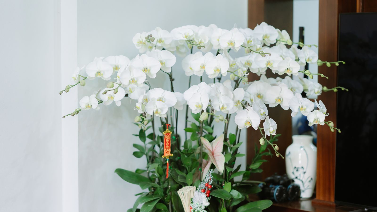 Orchid Noir