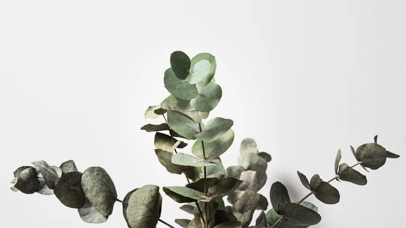 Eucalyptus Whisper